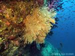 After Winston: Assessing Coral Reefs for Cyclone Damage and Coral Bleaching